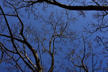 The plum blossoms are in full bloom now