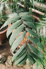 Fototapeta premium Beautiful colorful green branch in botanic garden. Foliage colored to different shades of green color. Selective focus, close up, blurred background. Evergreen plants in glasshouse. Nature concept.