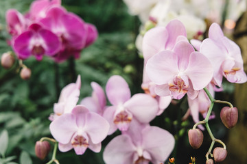 Pink and purple orchid flowers. Selective focus on plant, blurred background. Nature concept.