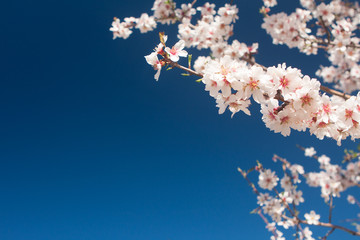 Almond tree blooming. Almond blossoms on the branches. Close up of flowering almond tree.  Spring...