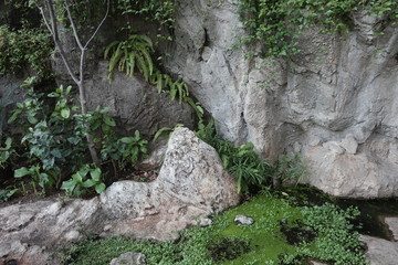 Obraz premium 岩と苔