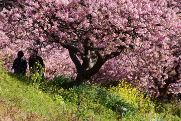 A famous spot for early-blooming cherry blossoms called Kawazuzakura, Minami Izu, Shizuoka...