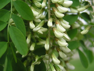Fototapeta na wymiar buds of acacia flowers before honey harvest. Not completely loose flowers on tree. White flowers tree acacia. Blooming clusters of acacia. Branches of black locust Robinia pseudoacacia