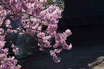 A famous spot for early-blooming cherry blossoms called Kawazuzakura, Minami Izu, Shizuoka...