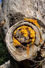 part tree trunk with fungi