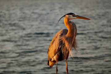 Colors of a Heron