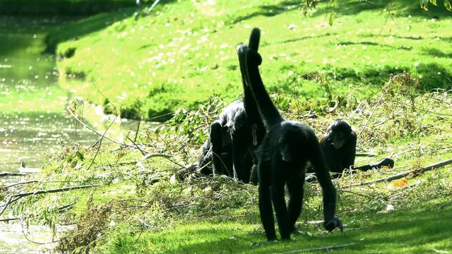 Geoffroy's Spider Monkey Relaxing with Friends. Funny Cute Monkeys jumping and playing in the jungle beside a lake. Monkey On Tree. Wild animals and nature. portrait closeup of monkey 4k. wild life