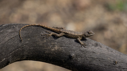 lizard on a trunk