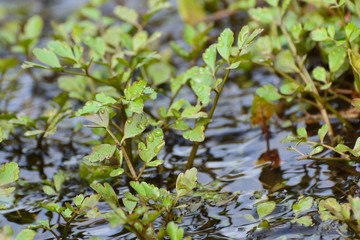 春の小川に芹が育つ