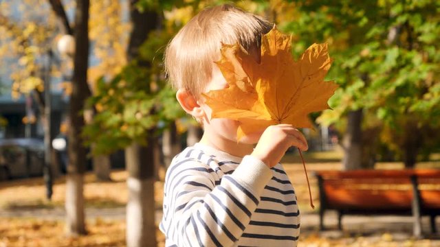 4k closeup video of little boy hiding behind yellow mapple leaves in autumn park