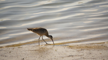bird on the beach