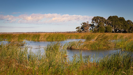 Wetlands Grasses