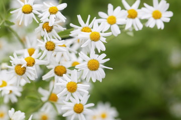Beautiful white flowers