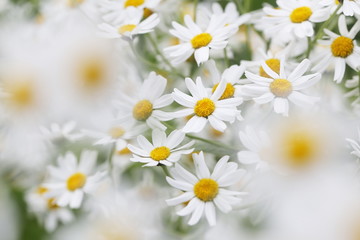 Beautiful white flowers