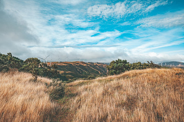 Fototapeta premium Landscape of Makara Beach in summer, Wellington, New Zealand 