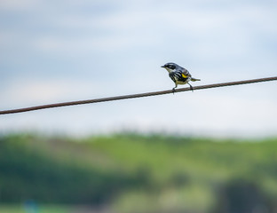 l,oiseau sur un fil 3