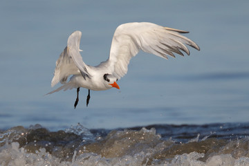 Royal Tern preparing to land on a beach