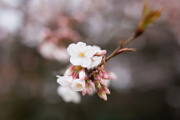 桜
