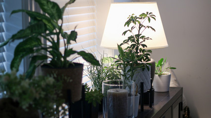 Interior House Plants