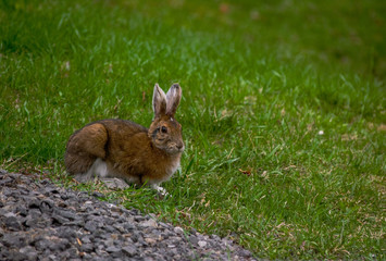lapin et pelouse