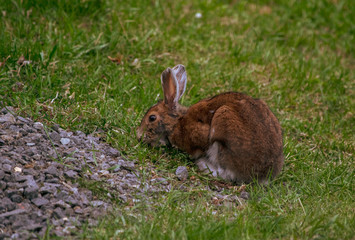 lapin et pelouse 3