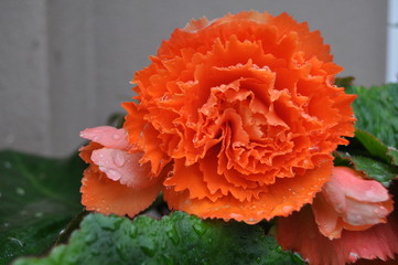 Close up red carnation