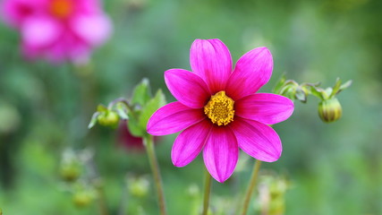 Fototapeta premium Beautiful purple dahlia