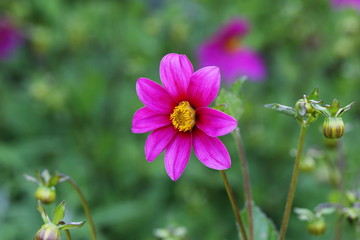 Beautiful purple dahlia