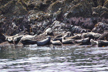 Seals on rock