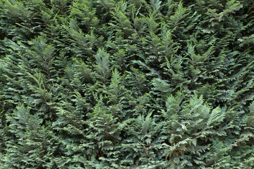 Spruce green branches texture. Background of vibrant greenery. Natural green hedge. Dark green juniper twigs texture