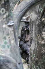 Gorilla sitting in the zoo