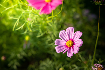  Beautiful Cosmos flowers in garden. Nature background.