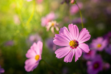 Obraz premium Beautiful Cosmos flowers in garden. Nature background.