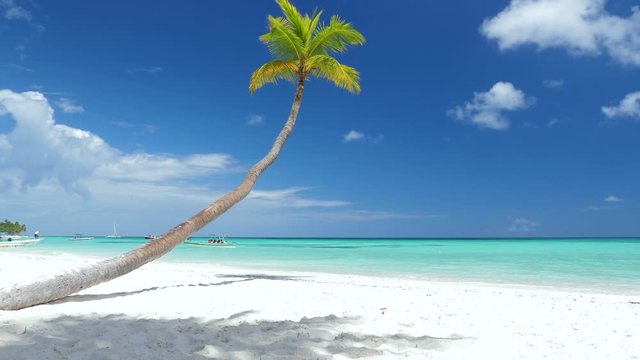 Coconut palm trees on white sandy beach on caribbean island. Travel destinations. Summer vacations