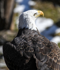 Close-up of Bald Eagle head