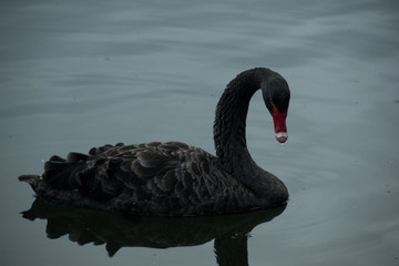 Obraz premium Swan on the water
