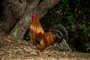 rooster in park