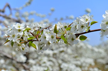 Pear flower in full bloom in spring