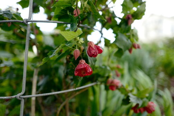 Dark red flowers with green leaves on a bush in the garden