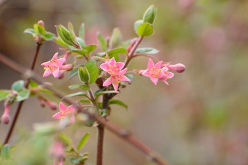 ウグイスカズラの可愛い花が咲く