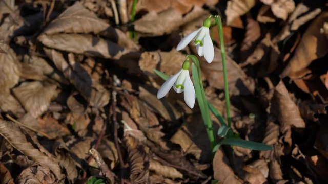 Snowdrop herald of spring in the natural ambience (Galanthus nivalis) - (4K)