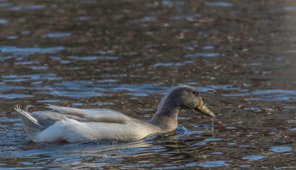 light brown mallard mule duck in the lake 