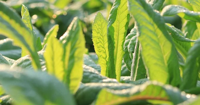 Green  lettuce in growth at vegetable garden
