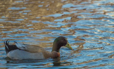 ducks in water mallard mule 