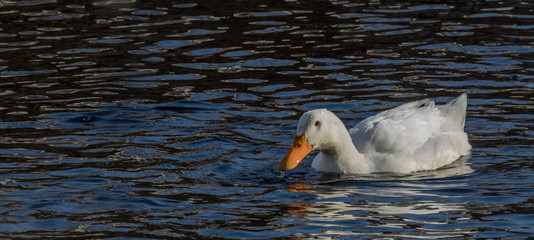ducks in water mallard mule 
