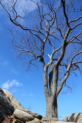 Barren windy tree in the winter