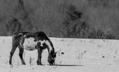 painted horse in snowy field grazing 