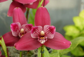 Close up of a beautiful dark red Lycaste orchid flower