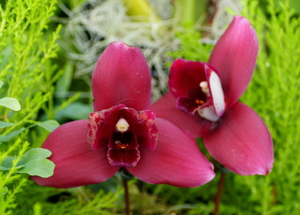 Close up of a beautiful dark red Lycaste orchid flower