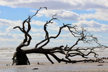 Striking Driftwood Dead Tree on Beach with Clouds